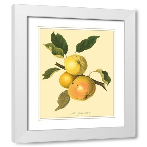 The Yellow Elliot White Modern Wood Framed Art Print with Double Matting by Unknown