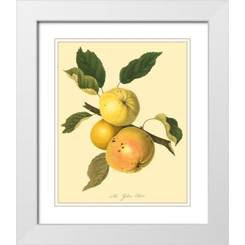 The Yellow Elliot White Modern Wood Framed Art Print with Double Matting by Unknown