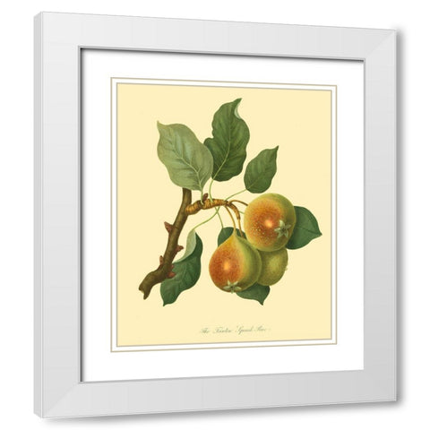 The Teinton Squash Pear White Modern Wood Framed Art Print with Double Matting by Unknown