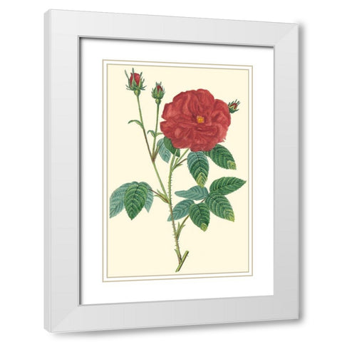 Crimson Beauty I White Modern Wood Framed Art Print with Double Matting by Turpin