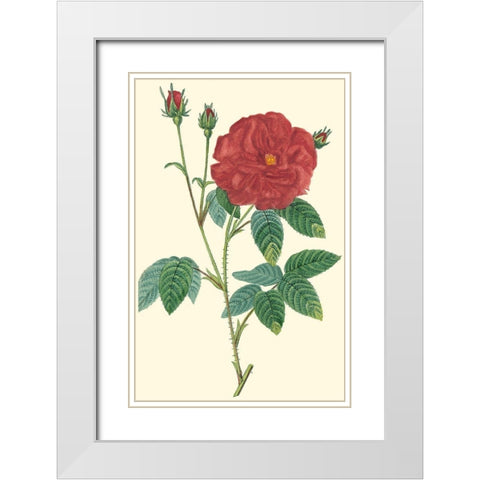 Crimson Beauty I White Modern Wood Framed Art Print with Double Matting by Turpin