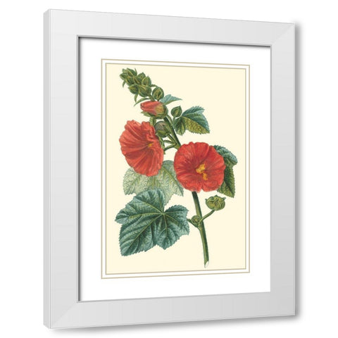 Crimson Beauty II White Modern Wood Framed Art Print with Double Matting by Turpin