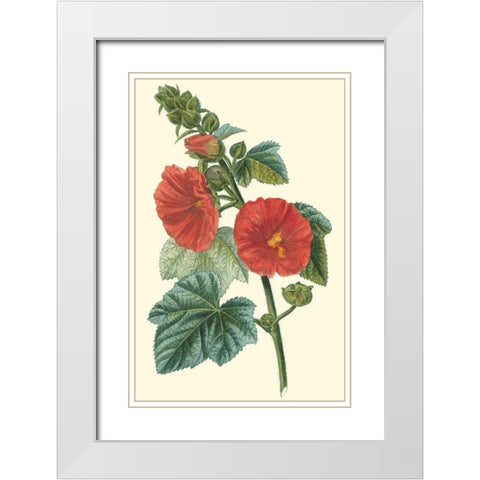 Crimson Beauty II White Modern Wood Framed Art Print with Double Matting by Turpin