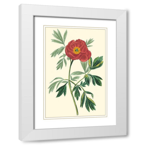 Crimson Beauty III White Modern Wood Framed Art Print with Double Matting by Turpin