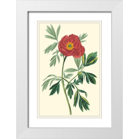 Crimson Beauty III White Modern Wood Framed Art Print with Double Matting by Turpin