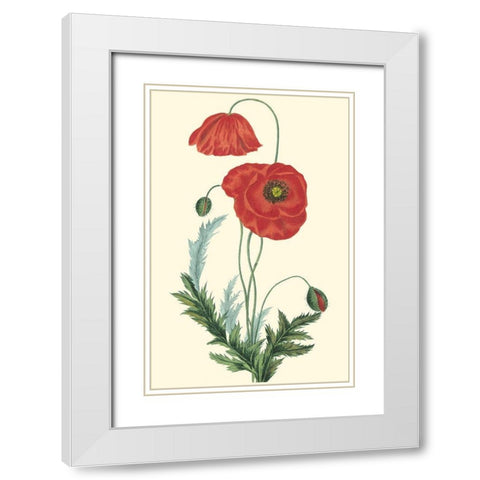 Crimson Beauty IV White Modern Wood Framed Art Print with Double Matting by Turpin