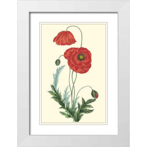 Crimson Beauty IV White Modern Wood Framed Art Print with Double Matting by Turpin