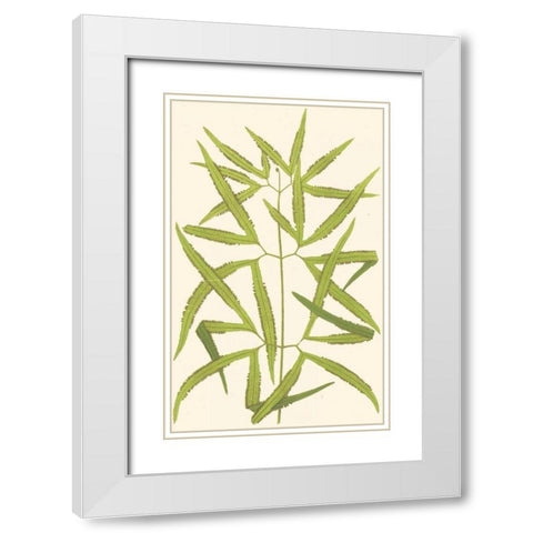 Woodland Ferns I White Modern Wood Framed Art Print with Double Matting by Lowe, E. J.