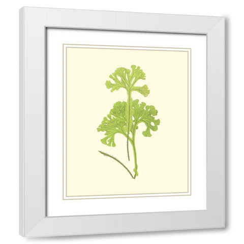 Woodland Ferns III White Modern Wood Framed Art Print with Double Matting by Lowe, E. J.
