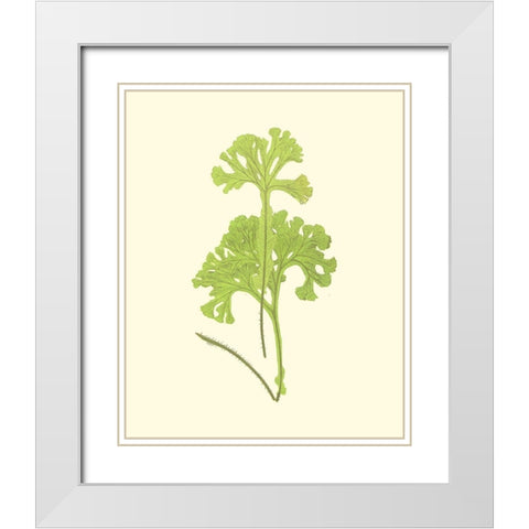 Woodland Ferns III White Modern Wood Framed Art Print with Double Matting by Lowe, E. J.