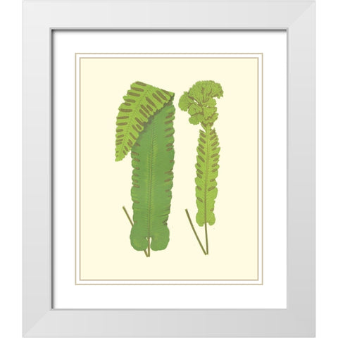 Woodland Ferns VIII White Modern Wood Framed Art Print with Double Matting by Lowe, E. J.