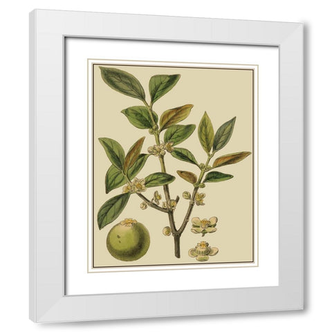 Fitch Leaves on Khaki I (PS) White Modern Wood Framed Art Print with Double Matting by Fitch, J.N.