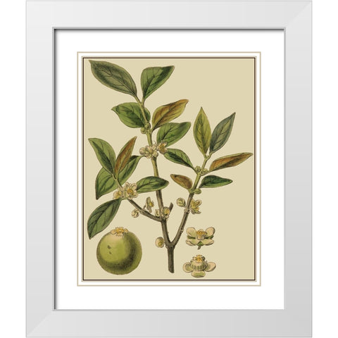 Fitch Leaves on Khaki I (PS) White Modern Wood Framed Art Print with Double Matting by Fitch, J.N.