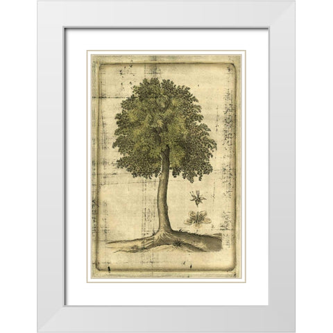 Printed Fruitful Realm II  White Modern Wood Framed Art Print with Double Matting by Vision Studio