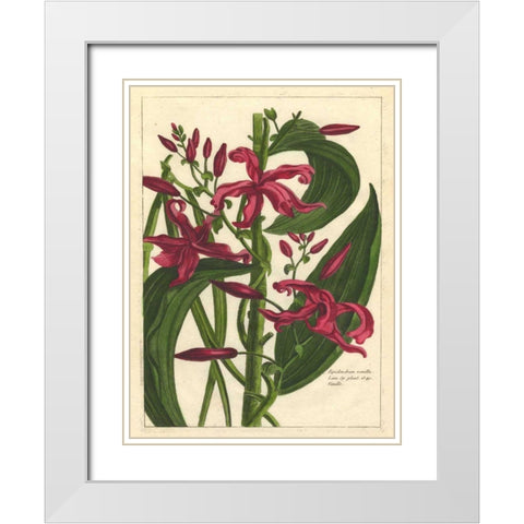 Fleur De Rouge III White Modern Wood Framed Art Print with Double Matting by Unknown