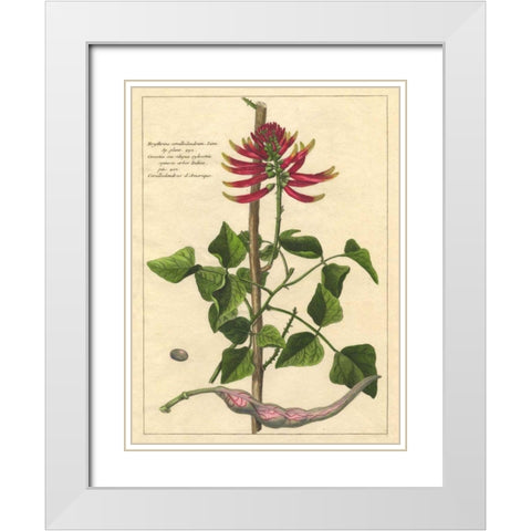 Fleur De Rouge IV White Modern Wood Framed Art Print with Double Matting by Unknown