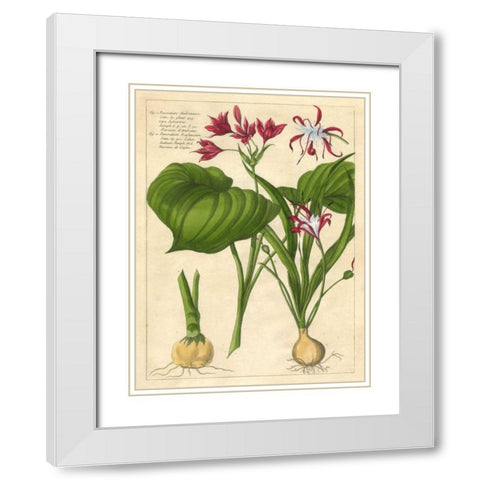 Fleur De Rouge V White Modern Wood Framed Art Print with Double Matting by Unknown