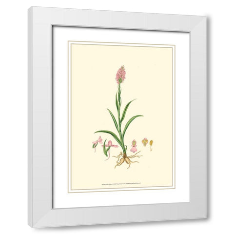 Curtis Garden I White Modern Wood Framed Art Print with Double Matting by Curtis