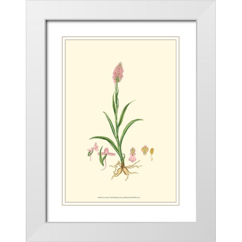 Curtis Garden I White Modern Wood Framed Art Print with Double Matting by Curtis