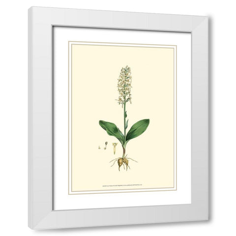 Curtis Garden II White Modern Wood Framed Art Print with Double Matting by Curtis