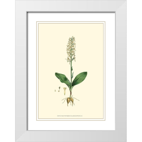 Curtis Garden II White Modern Wood Framed Art Print with Double Matting by Curtis