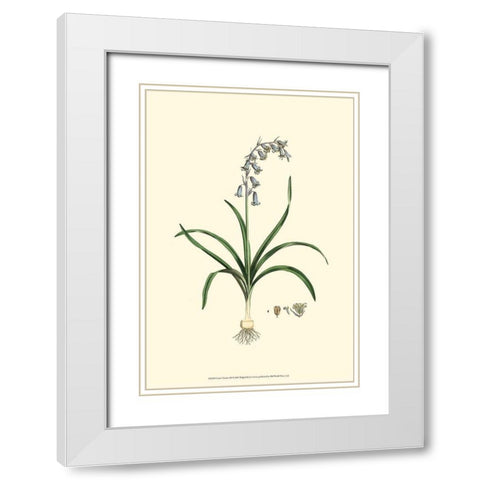 Curtis Garden III White Modern Wood Framed Art Print with Double Matting by Curtis