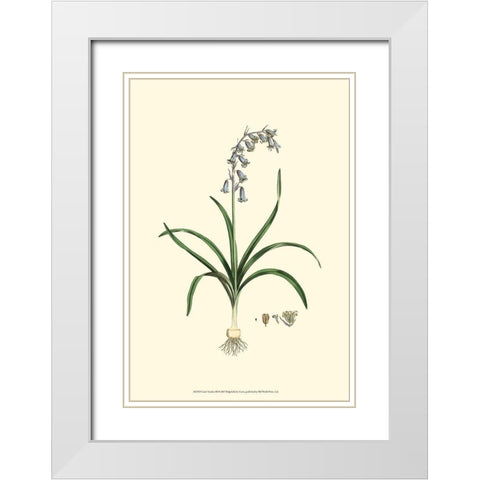 Curtis Garden III White Modern Wood Framed Art Print with Double Matting by Curtis