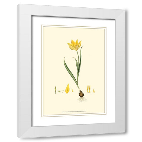 Curtis Garden IV White Modern Wood Framed Art Print with Double Matting by Curtis
