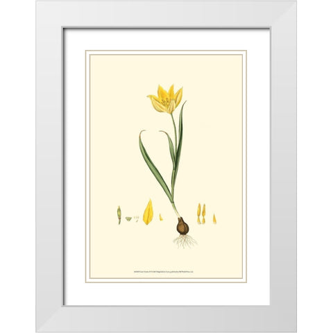 Curtis Garden IV White Modern Wood Framed Art Print with Double Matting by Curtis