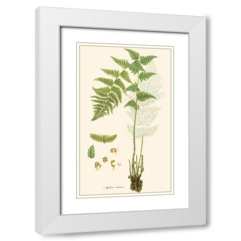 Curtis Ferns I White Modern Wood Framed Art Print with Double Matting by Curtis