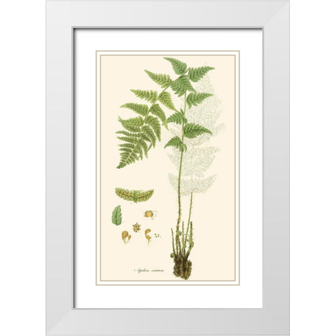 Curtis Ferns I White Modern Wood Framed Art Print with Double Matting by Curtis