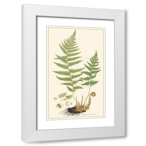 Curtis Ferns II White Modern Wood Framed Art Print with Double Matting by Curtis