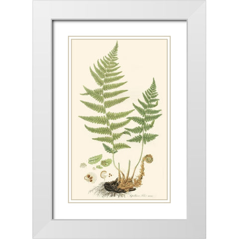 Curtis Ferns II White Modern Wood Framed Art Print with Double Matting by Curtis