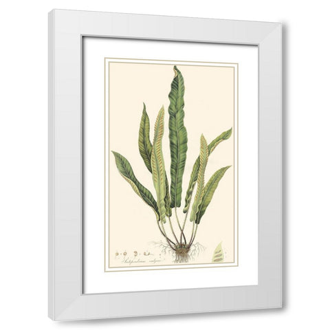 Curtis Ferns IV White Modern Wood Framed Art Print with Double Matting by Curtis