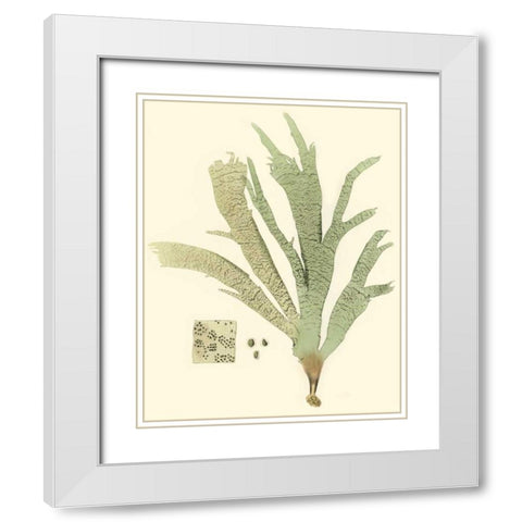 Marine Algae I White Modern Wood Framed Art Print with Double Matting by Curtis