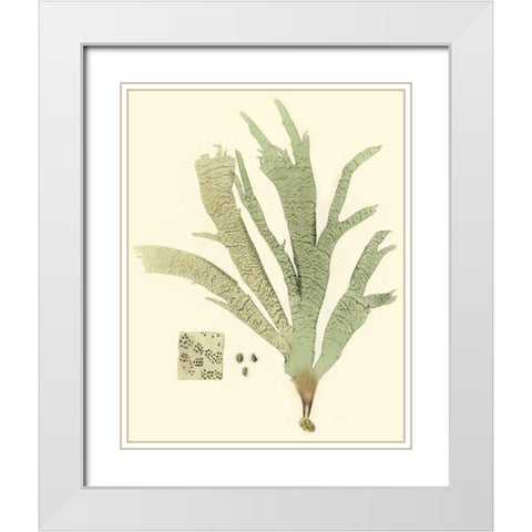 Marine Algae I White Modern Wood Framed Art Print with Double Matting by Curtis