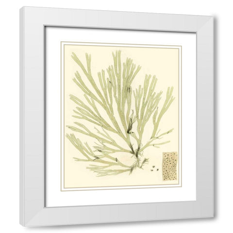 Marine Algae II White Modern Wood Framed Art Print with Double Matting by Curtis