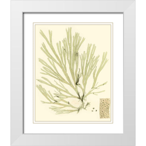 Marine Algae II White Modern Wood Framed Art Print with Double Matting by Curtis