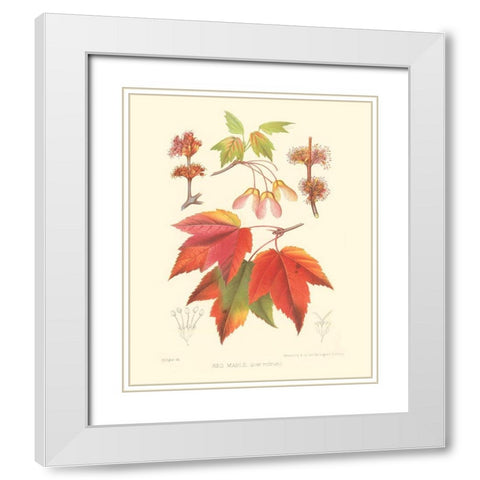 Red Maple White Modern Wood Framed Art Print with Double Matting by Sprague