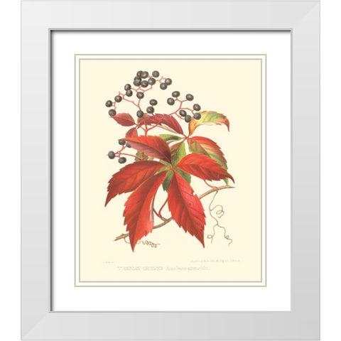 Virginian Creeper White Modern Wood Framed Art Print with Double Matting by Sprague