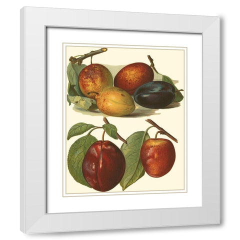 Plum Varieties I White Modern Wood Framed Art Print with Double Matting by Wright, John