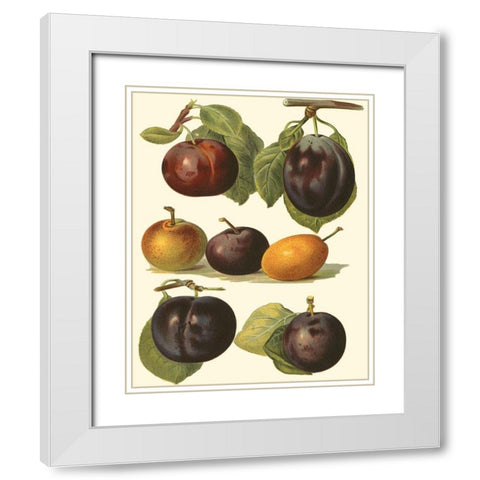 Plum Varieties II White Modern Wood Framed Art Print with Double Matting by Wright, John