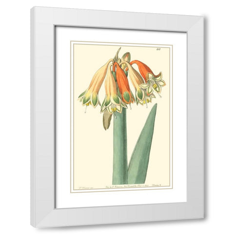 Golden Beauty I White Modern Wood Framed Art Print with Double Matting by Edwards, Sydenham