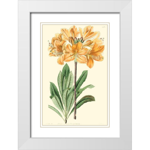 Golden Beauty II White Modern Wood Framed Art Print with Double Matting by Edwards, Sydenham