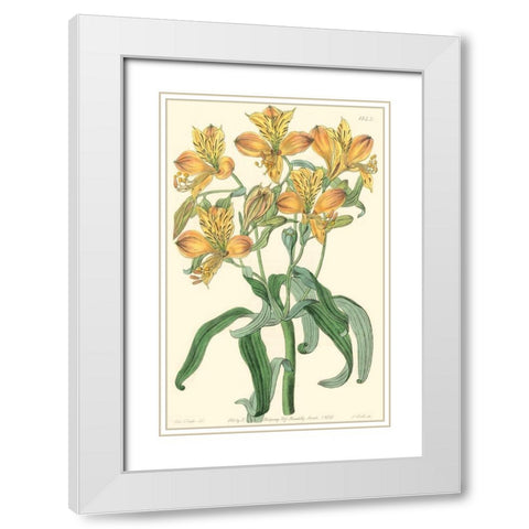 Golden Beauty III White Modern Wood Framed Art Print with Double Matting by Edwards, Sydenham