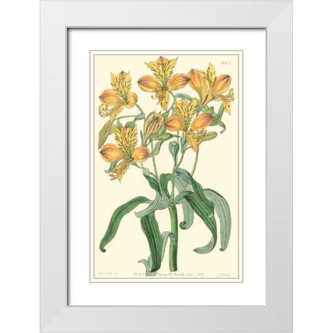 Golden Beauty III White Modern Wood Framed Art Print with Double Matting by Edwards, Sydenham