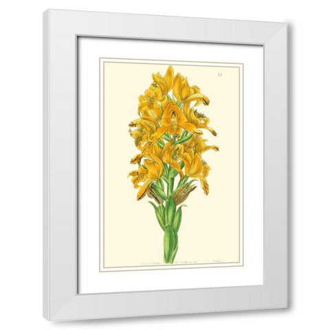 Golden Beauty IV White Modern Wood Framed Art Print with Double Matting by Edwards, Sydenham