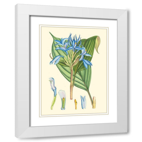 Periwinkle Blooms I White Modern Wood Framed Art Print with Double Matting by Curtis