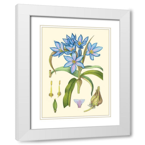 Periwinkle Blooms III White Modern Wood Framed Art Print with Double Matting by Curtis