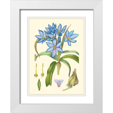 Periwinkle Blooms III White Modern Wood Framed Art Print with Double Matting by Curtis